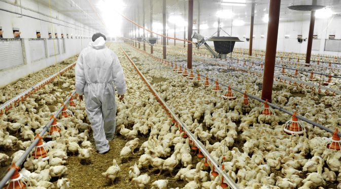 How a Top Chicken Company Cut Off Black Farmers, One by One
